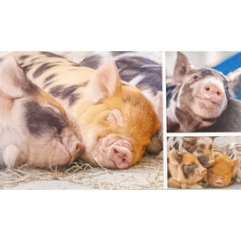 Geld-enveloppe Varkentjes