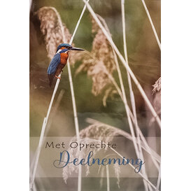 Met Oprechte Deelneming - IJsvogel