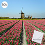 Hollands Tulpenveld