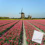 Hollands Tulpenveld