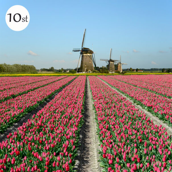 TSS-Nijkerk Hollands Tulpenveld