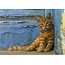 Good Seed Cards Kitten
