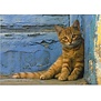 Kitten