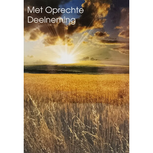 Korenhalmen in de avondzon