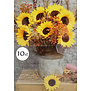 Zonnebloemen