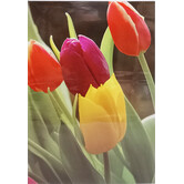 Tulpen