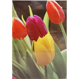 Tulpen