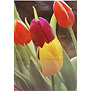 Tulpen