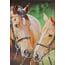 Marant Cards Paarden