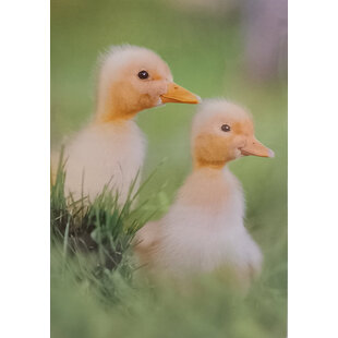 Eendekuikens