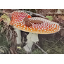 Rood met witte stippen