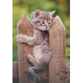 Blanco kaart met Kitten