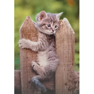 Blanco kaart met Kitten