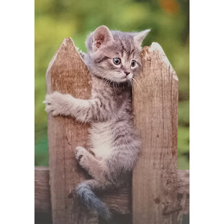 Blanco kaart met Kitten