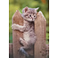 Blanco kaart met Kitten