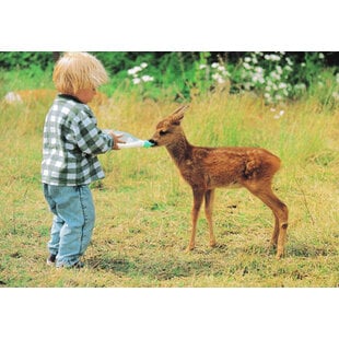 Bambi