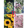 4 Bloemen Postkaarten