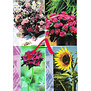 4 Bloemen Postkaarten