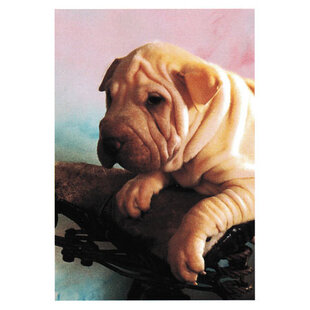 Shar Pei