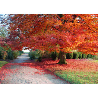 TSS-Nijkerk Ansichtkaart Herfst-tooi