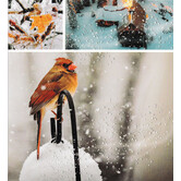 Vierkant kaartje  - Rode Kardinaal