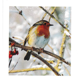 Blanco kaartje  - Roodborstje