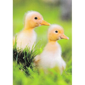 Marant Cards Eendekuikens