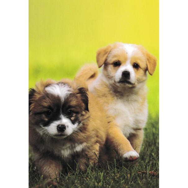 Marant Cards Blanco kaart met Puppy