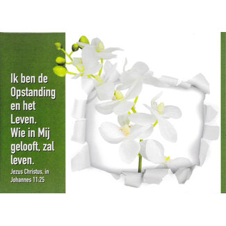 Good Seed Cards Ik ben de Opstanding