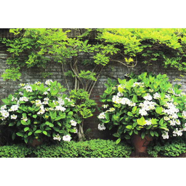 Marant Cards Blanco kaartje