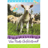 Gefeliciteerd - Lammetjes