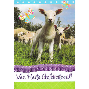 Gefeliciteerd - Lammetjes