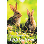 Gefeliciteerd - Konijntje