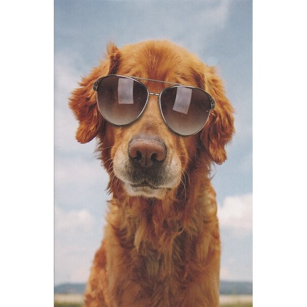 Hond