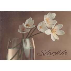 Sterkte