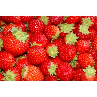 TSS-Nijkerk Ansichtkaart Aardbeien
