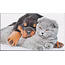 Marant Cards Kado enveloppe - Kat en Hond