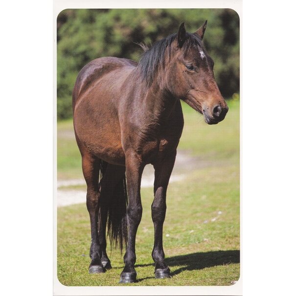 Belgian  Greetings Paarden wenskaart