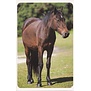Paarden wenskaart