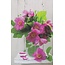 Belgian  Greetings Blanco kaart met roze camelia’s