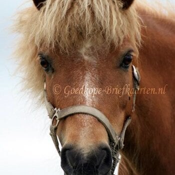 Dieren