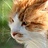 Poes