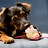 Hond