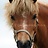 Paard