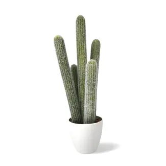 Dulaire Nep Cactus Groot 54 cm