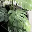 Kunstplant Philodendron In Pot 52 cm