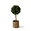 Dulaire Kunstplant Buxus In Pot