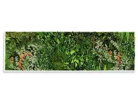 Amazonia kader met geconserveerd blad