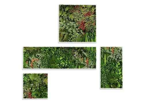 Amazonia kader met geconserveerd blad