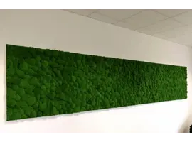 Mur végétal de mousse boule